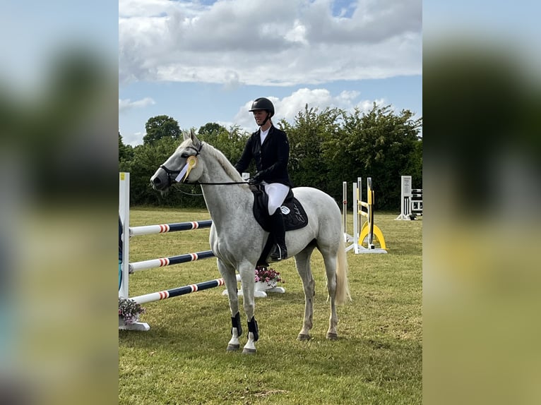 Mecklenburger warmbloed Merrie 14 Jaar 164 cm Schimmel in Kükels