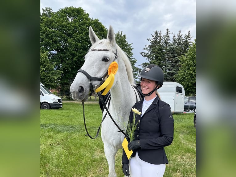 Mecklenburger warmbloed Merrie 14 Jaar 164 cm Schimmel in Kükels