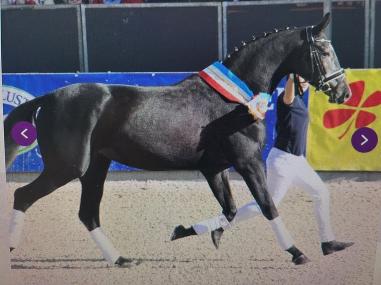 Mecklenburger warmbloed Merrie 14 Jaar 170 cm Schimmel in Kuhstorf