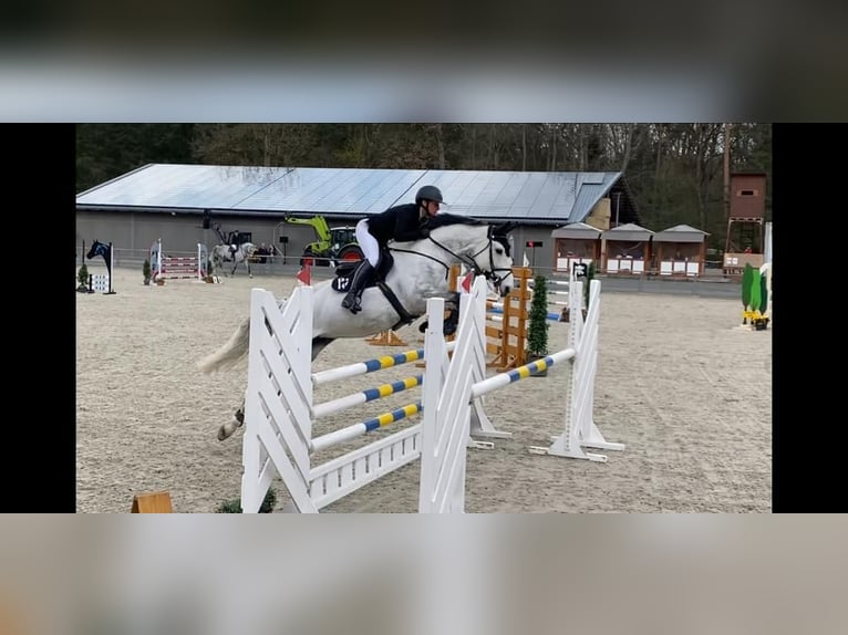 Mecklenburger warmbloed Merrie 14 Jaar 170 cm Schimmel in Kuhstorf
