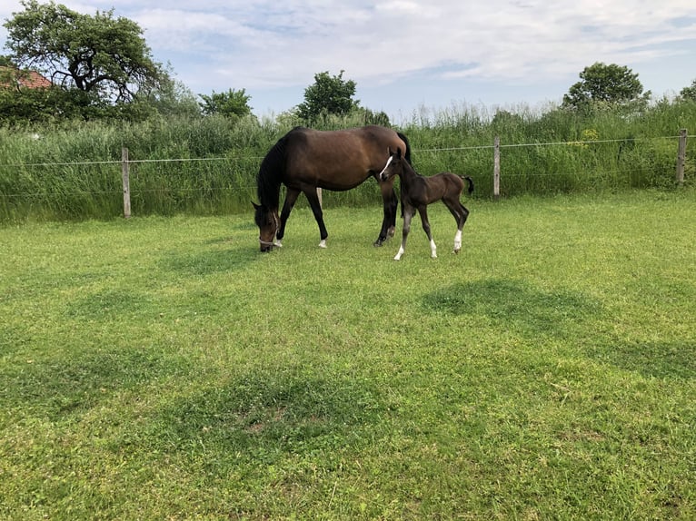 Mecklenburger warmbloed Merrie 14 Jaar 172 cm Bruin in Rastow
