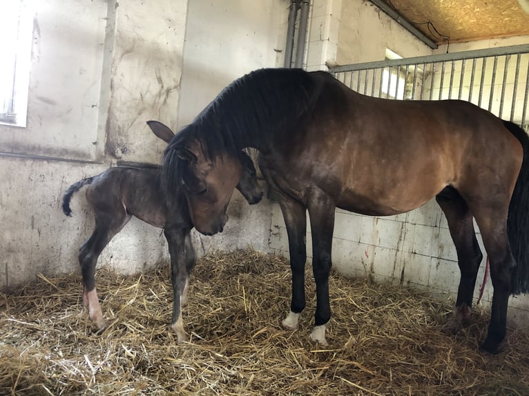 Mecklenburger warmbloed Merrie 14 Jaar 172 cm Bruin in Rastow