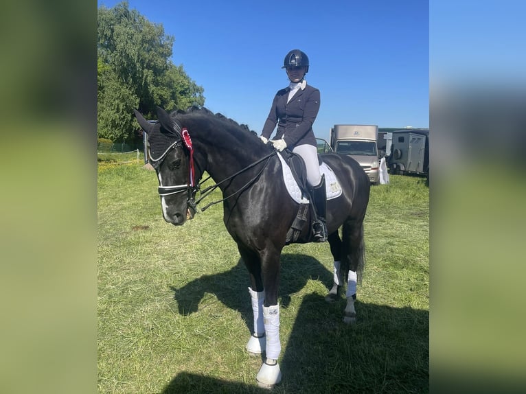 Mecklenburger warmbloed Merrie 14 Jaar 180 cm Zwart in Zweibrücken