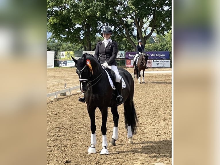 Mecklenburger warmbloed Merrie 14 Jaar 180 cm Zwart in Zweibrücken