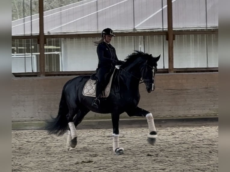 Mecklenburger warmbloed Merrie 14 Jaar 180 cm Zwart in Zweibrücken