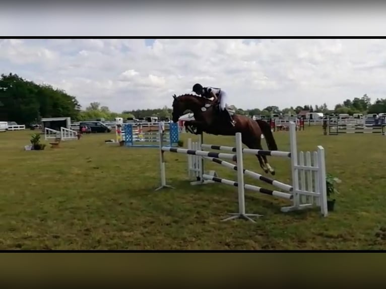 Mecklenburger warmbloed Merrie 14 Jaar Donkere-vos in Barth