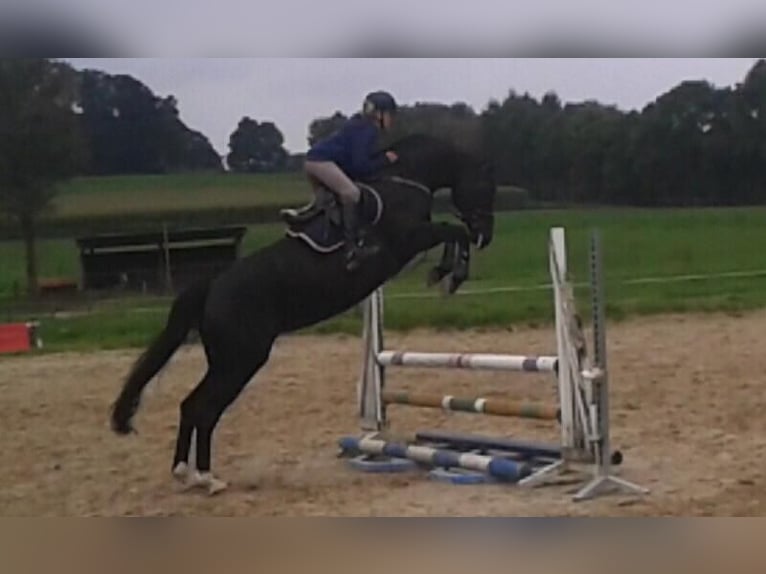 Mecklenburger warmbloed Merrie 15 Jaar 165 cm Zwartbruin in Georgsmarienhütte