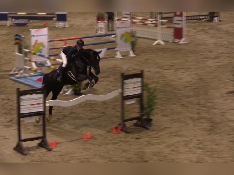 Mecklenburger warmbloed Merrie 15 Jaar 165 cm Zwartbruin in Georgsmarienhütte