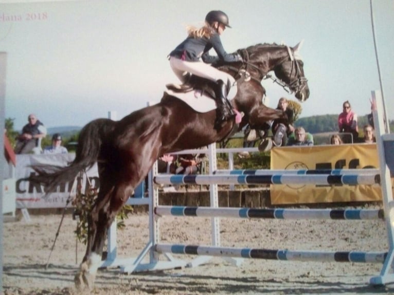 Mecklenburger warmbloed Merrie 15 Jaar 165 cm Zwartbruin in Georgsmarienhütte