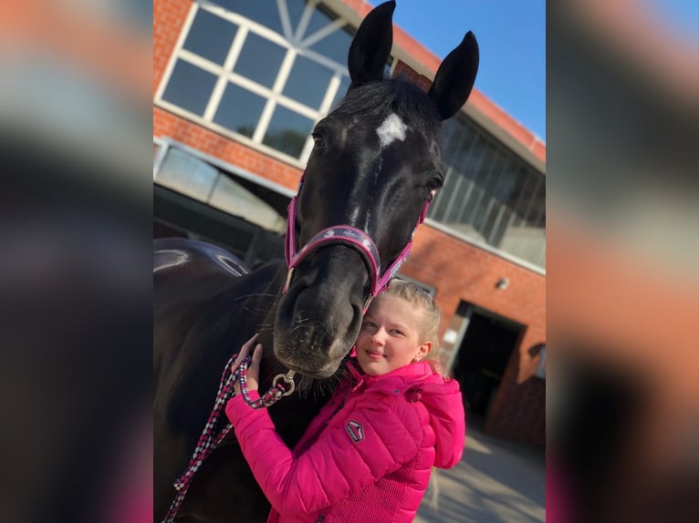 Mecklenburger warmbloed Merrie 15 Jaar 165 cm Zwartbruin in Georgsmarienhütte