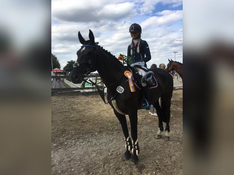 Mecklenburger warmbloed Merrie 15 Jaar 165 cm Zwartbruin in Georgsmarienhütte