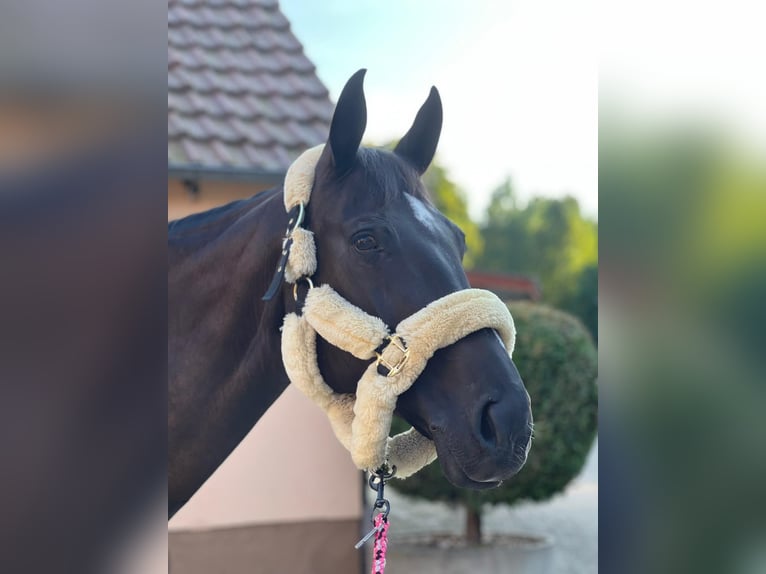 Mecklenburger warmbloed Merrie 15 Jaar 165 cm Zwartbruin in Georgsmarienhütte