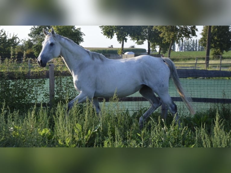 Mecklenburger warmbloed Merrie 15 Jaar 166 cm Schimmel in Springe