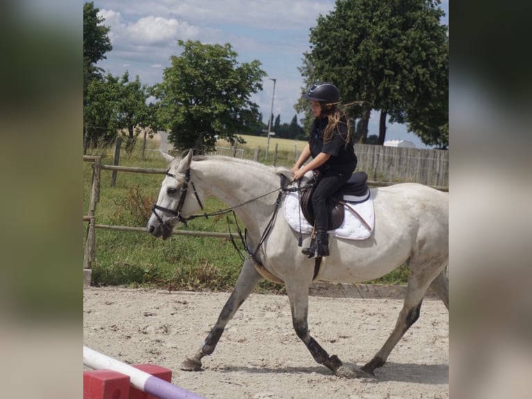 Mecklenburger warmbloed Merrie 15 Jaar 166 cm Schimmel in Springe