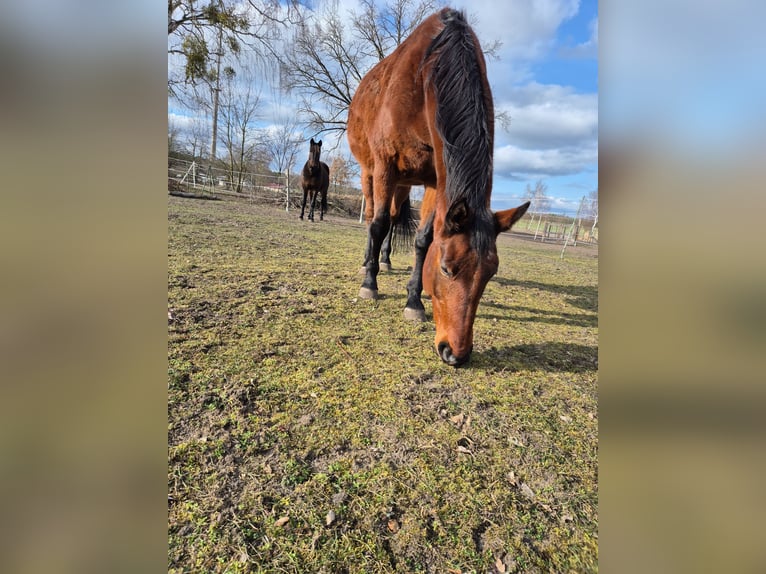 Mecklenburger warmbloed Merrie 15 Jaar 168 cm Bruin in Zerpenschleuse