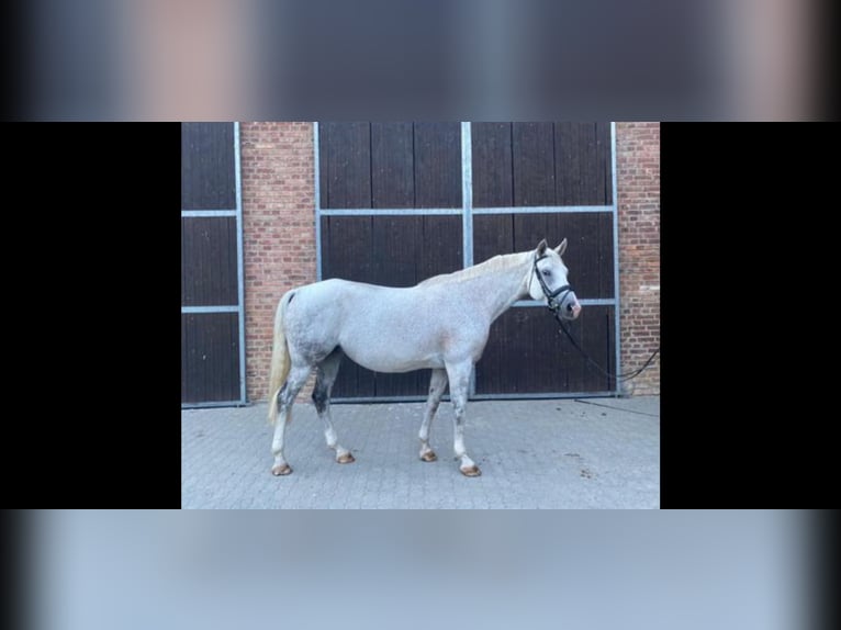 Mecklenburger warmbloed Merrie 15 Jaar 169 cm Schimmel in Heiligengrabe