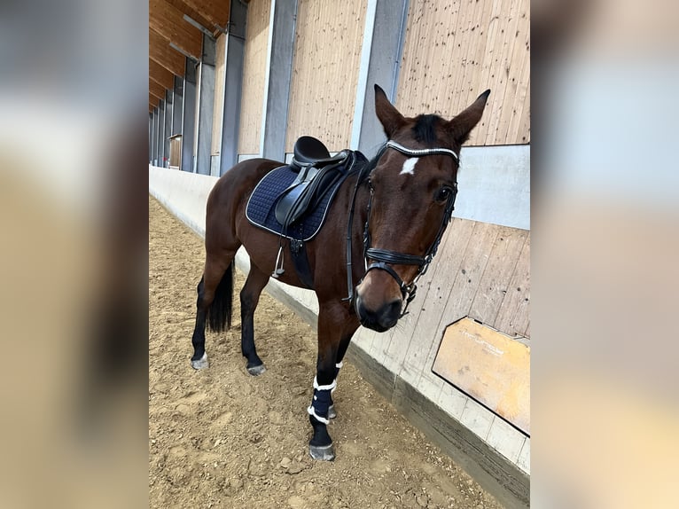 Mecklenburger warmbloed Merrie 15 Jaar Bruin in Ohlstadt