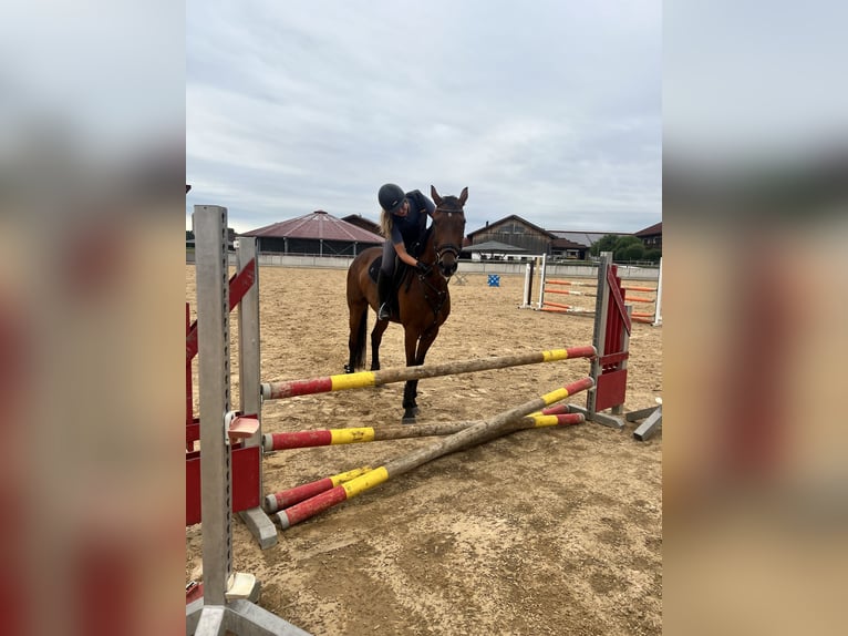 Mecklenburger warmbloed Merrie 15 Jaar Bruin in Ohlstadt