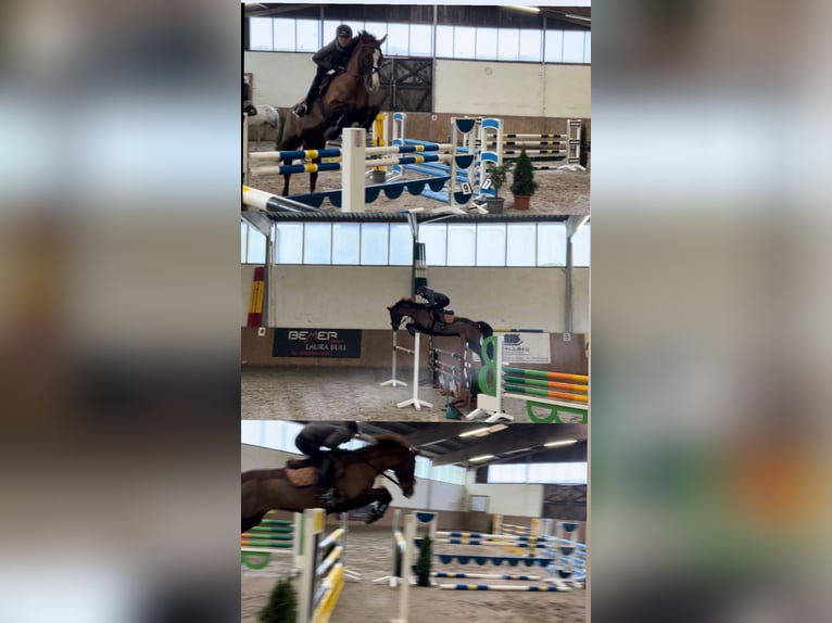 Mecklenburger warmbloed Merrie 15 Jaar Donkere-vos in Barth