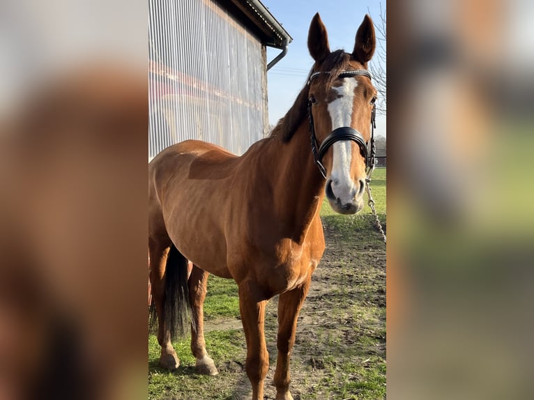 Mecklenburger warmbloed Merrie 16 Jaar 166 cm Vos in Coesfeld