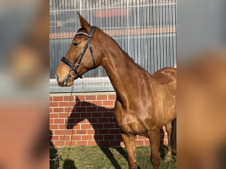 Mecklenburger warmbloed Merrie 16 Jaar 166 cm Vos in Coesfeld