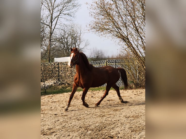 Mecklenburger warmbloed Merrie 16 Jaar 175 cm Vos in Schönberg