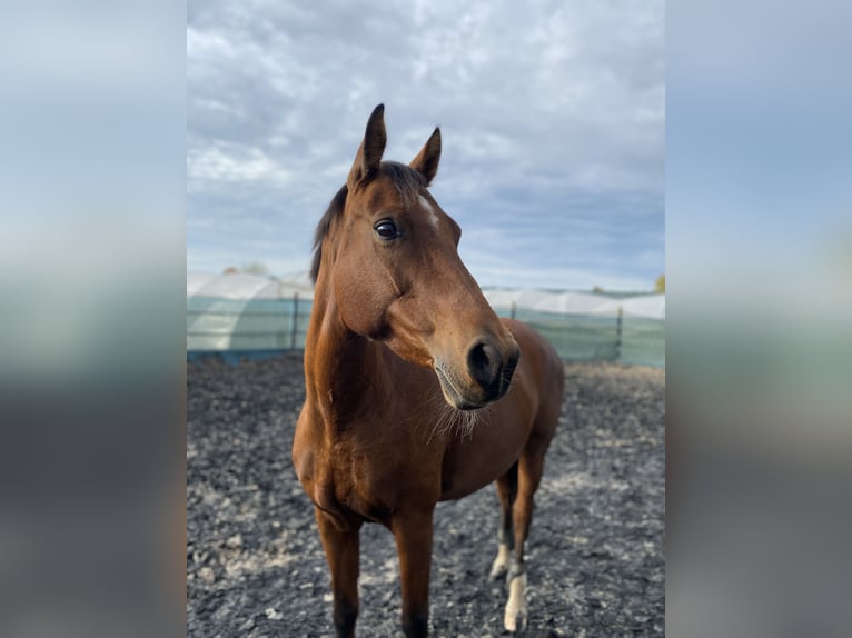 Mecklenburger warmbloed Merrie 17 Jaar 160 cm Bruin in Herxheim bei Landau/Pfalz