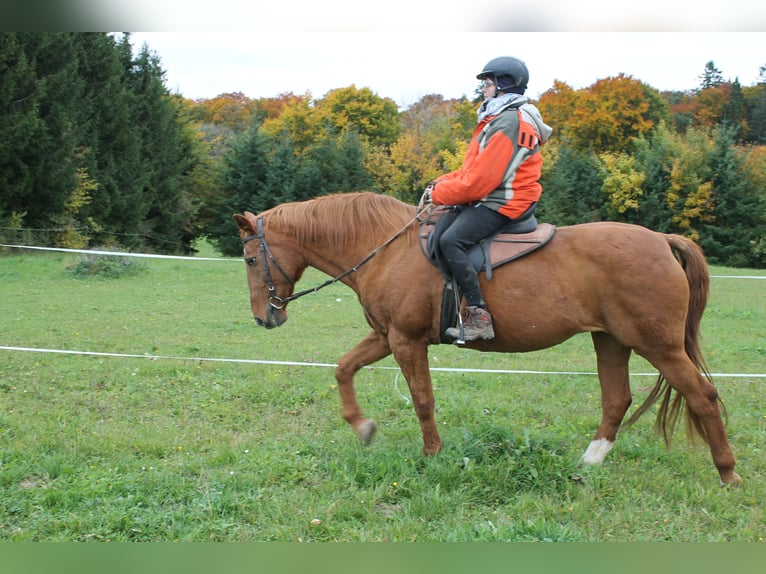 Mecklenburger warmbloed Merrie 17 Jaar 164 cm in Stetten am kalten Markt