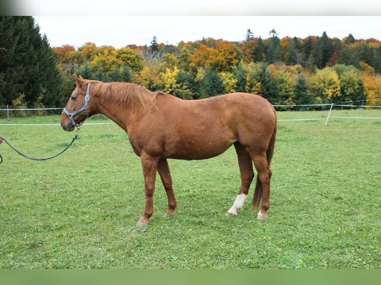 Mecklenburger warmbloed Merrie 17 Jaar 164 cm in Stetten am kalten Markt