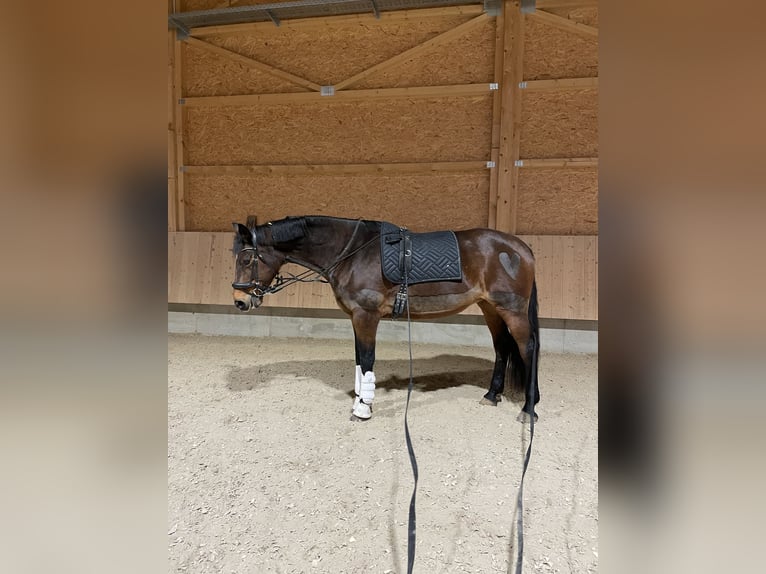 Mecklenburger warmbloed Merrie 19 Jaar 163 cm Bruin in Wilhermsdorf