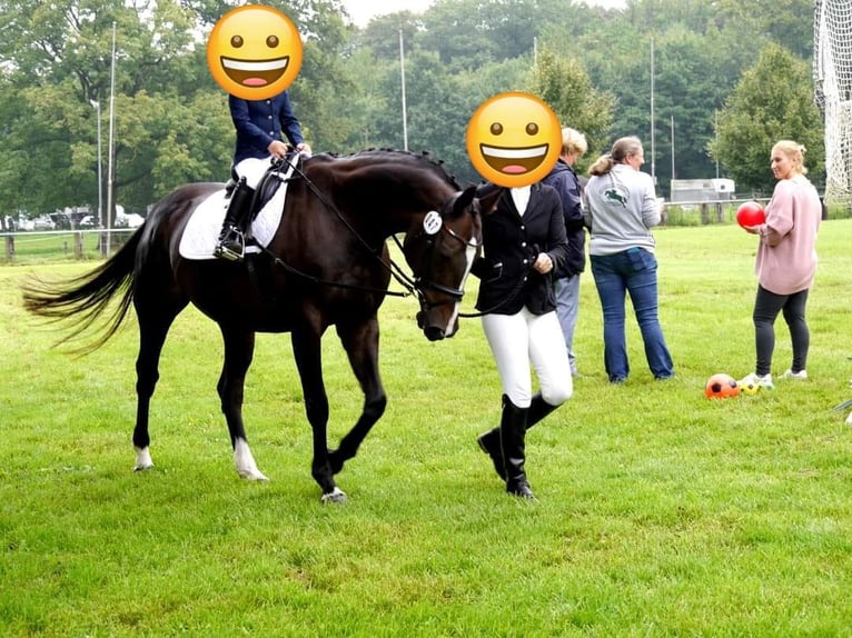 Mecklenburger warmbloed Merrie 19 Jaar 165 cm Donkerbruin in Emmerich
