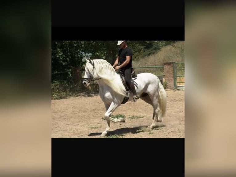 Mecklenburger warmbloed Mix Merrie 1 Jaar 163 cm Donkerbruin in Rosendahl