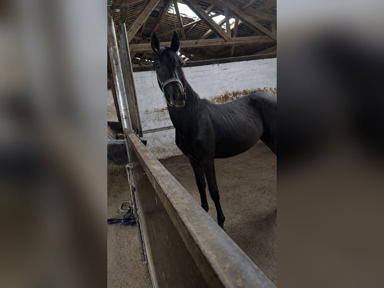 Mecklenburger warmbloed Mix Merrie 1 Jaar 163 cm Zwartschimmel in Rosendahl