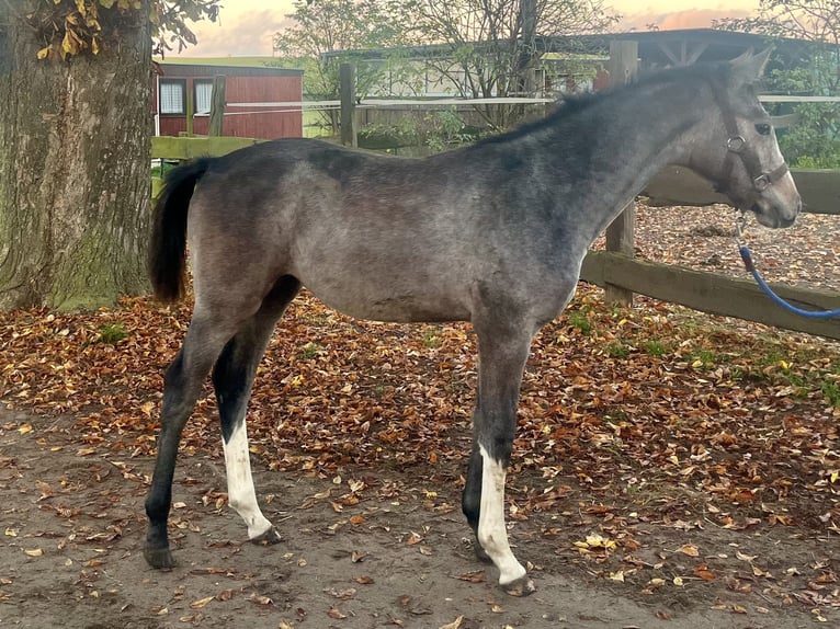 Mecklenburger warmbloed Merrie 1 Jaar 165 cm Schimmel in Bützow