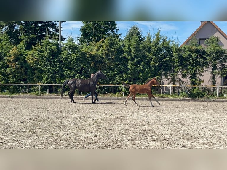 Mecklenburger warmbloed Merrie 1 Jaar 168 cm Donkerbruin in Saßen-Trantow