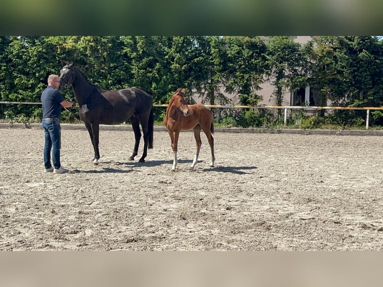 Mecklenburger warmbloed Merrie 1 Jaar 168 cm Donkerbruin in Saßen-Trantow