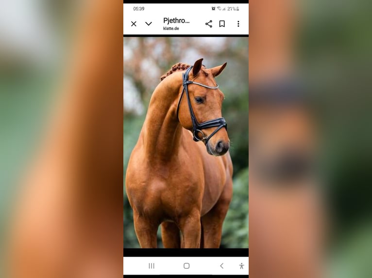 Mecklenburger warmbloed Merrie 1 Jaar 170 cm Donkere-vos in Langsdorf