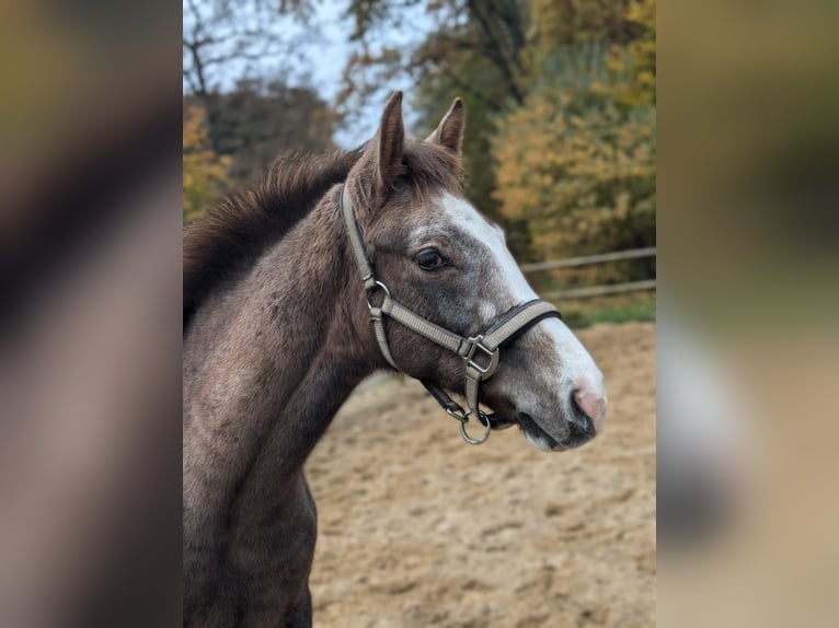 Mecklenburger warmbloed Merrie 1 Jaar 170 cm Rood schimmel in Jesteburg