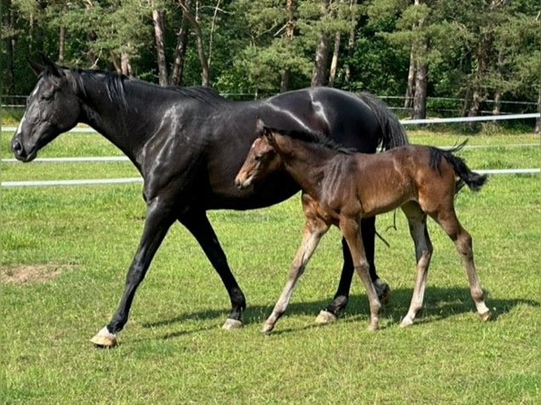 Mecklenburger warmbloed Merrie 1 Jaar Donkerbruin in Loddin