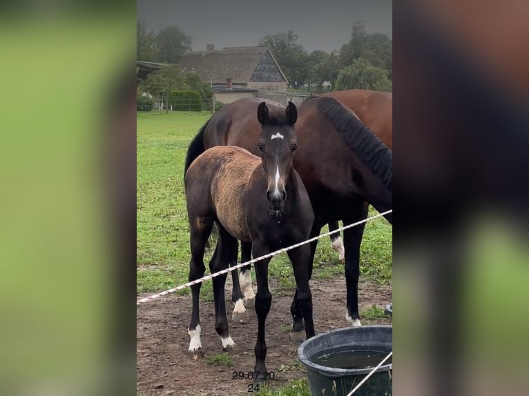 Mecklenburger warmbloed Merrie 1 Jaar kan schimmel zijn in Anklam