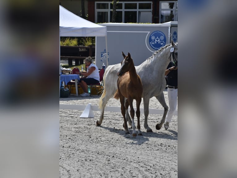 Mecklenburger warmbloed Merrie 1 Jaar Vos in Röbel