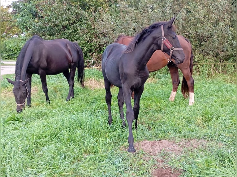 Mecklenburger warmbloed Merrie 1 Jaar Zwart in Eixen