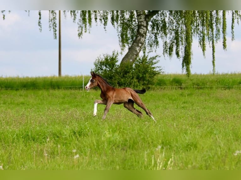 Mecklenburger warmbloed Merrie 2 Jaar 160 cm kan schimmel zijn in Bützow