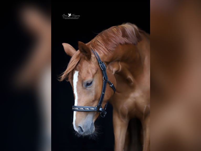 Mecklenburger warmbloed Merrie 3 Jaar 158 cm Vos in Neuenkirchen-V&#xF6;rden