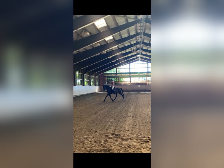 Mecklenburger warmbloed Merrie 3 Jaar 169 cm Bruin in Rostock