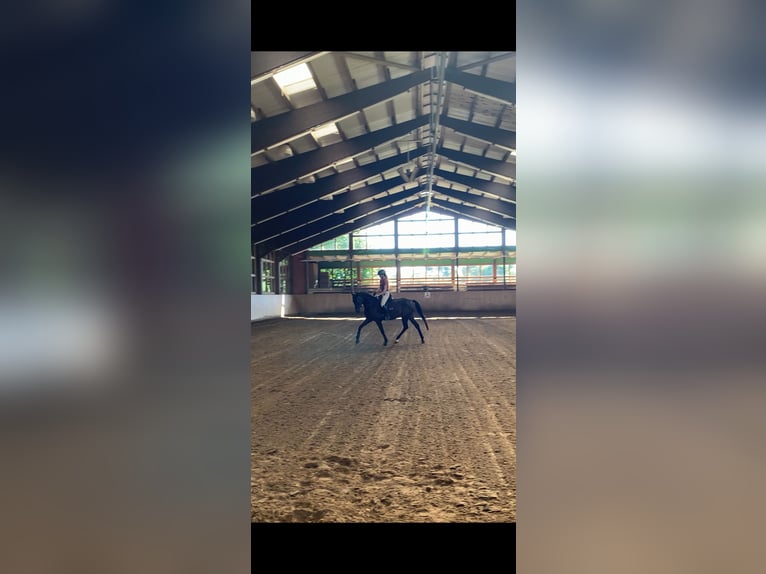 Mecklenburger warmbloed Merrie 3 Jaar 169 cm Bruin in Rostock