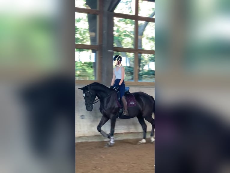 Mecklenburger warmbloed Merrie 3 Jaar 169 cm Zwart in Rostock