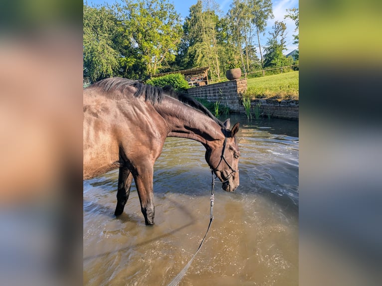 Mecklenburger warmbloed Merrie 3 Jaar 170 cm Zwartbruin in Reinfeld