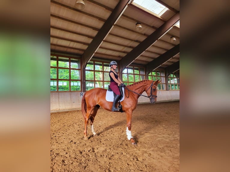 Mecklenburger warmbloed Merrie 3 Jaar 172 cm Vos in Rostock