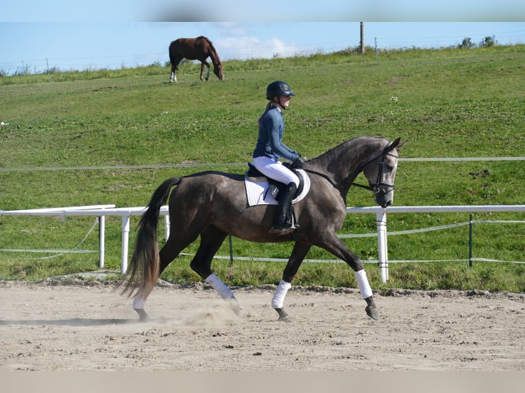 Mecklenburger warmbloed Merrie 3 Jaar 175 cm Schimmel in Ganschow